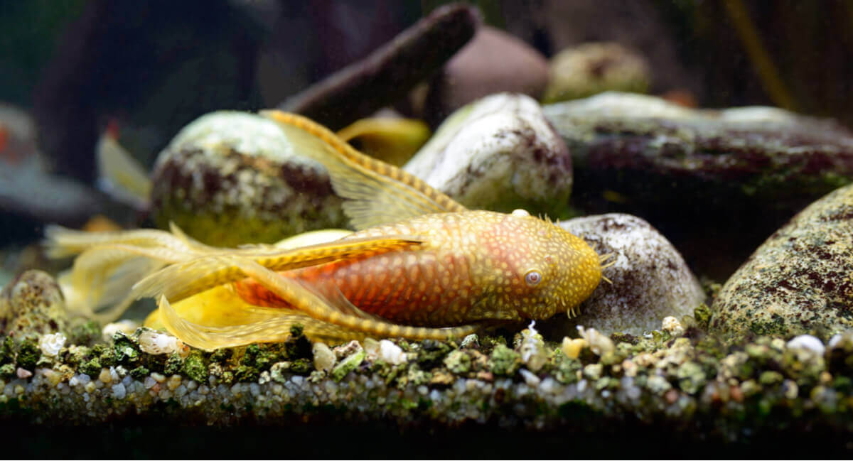 An albino bristlenose catfish.