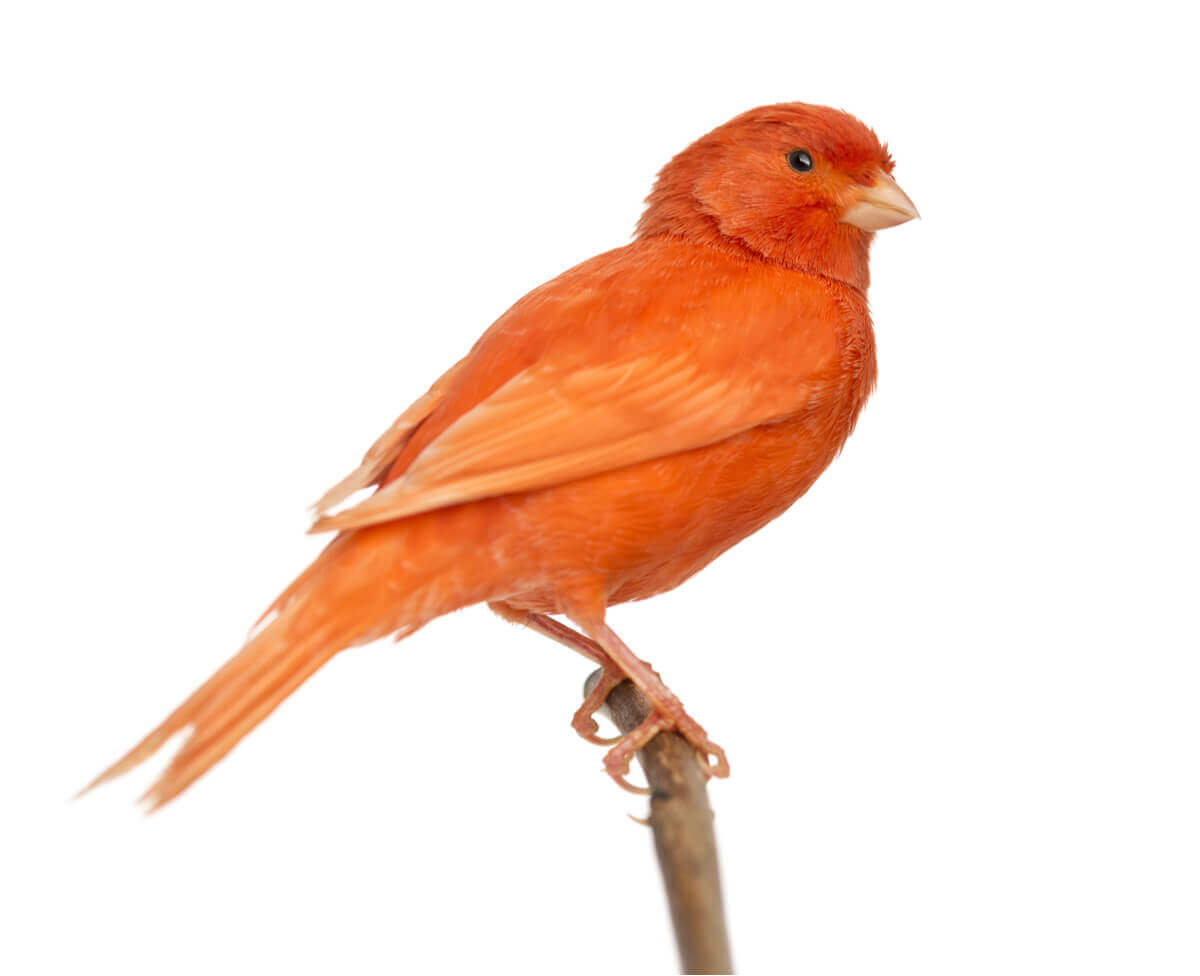 An orange canary on a branch.