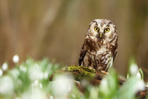 The boreal owl perched on a mossy log.