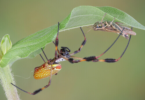The 5 Most Venomous Spiders