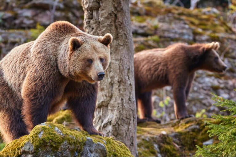 The Effects of Climate Change on the Cantabrian Brown Bear