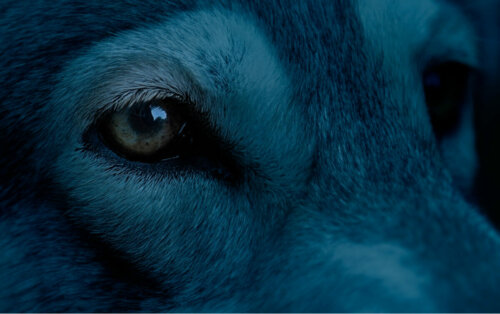 En blå hund i närbild.