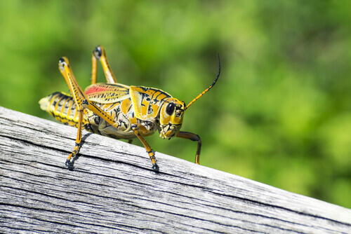 A grasshopper on a wooden fence.