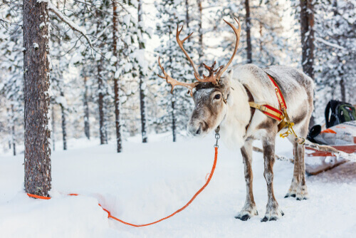A sleigh-pulling reindeer tied to a tree.