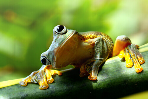 The Differences Between Toads and Frogs - My Animals