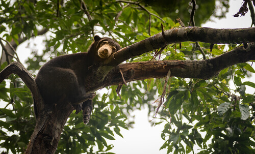 A bear sleeping in a tree.