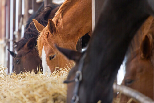 Horses eating hay.