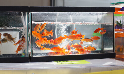 Goldfish swimming in a tank at a pet shop.