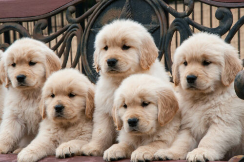 Five retriever puppies.
