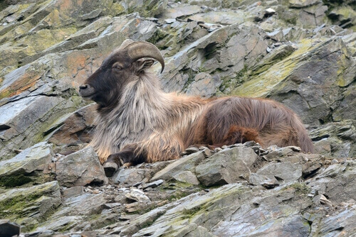 A tahr lying among the rocks of the Himalayan mountains.