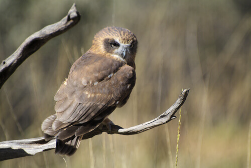 A morepork owl.