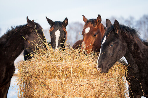 The Essential Nutrients Every Horse Needs