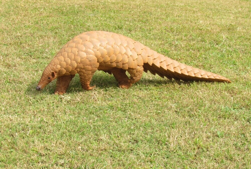 A pangolin walking in the grass.