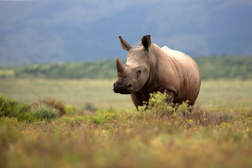 A rhinoceros in a field.