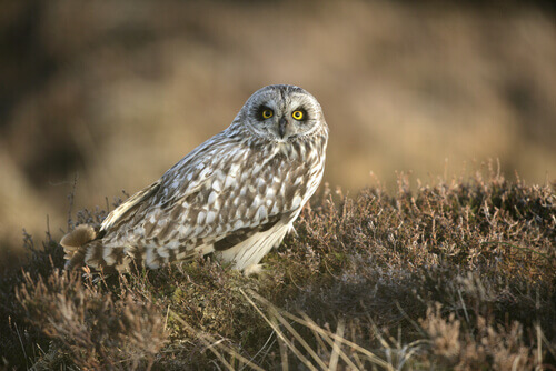A gray and white owl with yellow and black eyes.