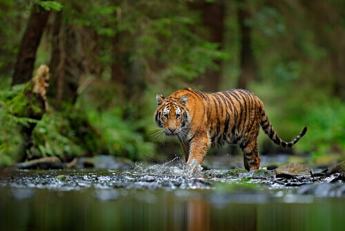 A tiger.