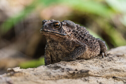 A toad with very dry, rough skin.