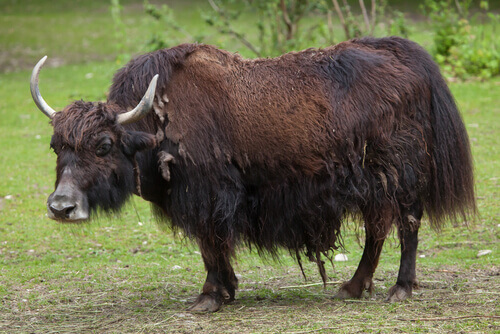 A yak in the Himalayas.