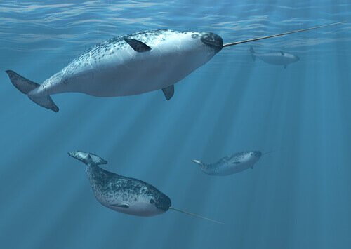 A few narwhals swimming.
