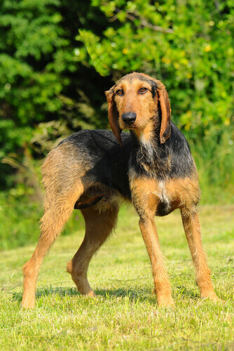 A Segugio Italiano specimen.