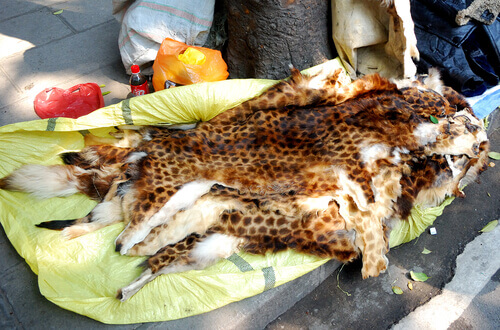 Poaching and illegal wildlife trade.