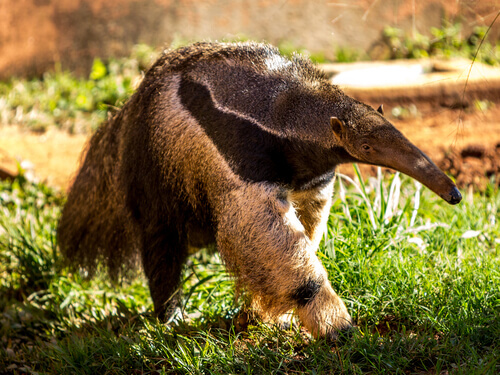 An anteater.