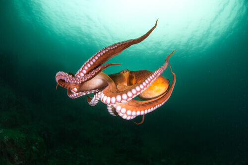 Are Octopuses Aliens?