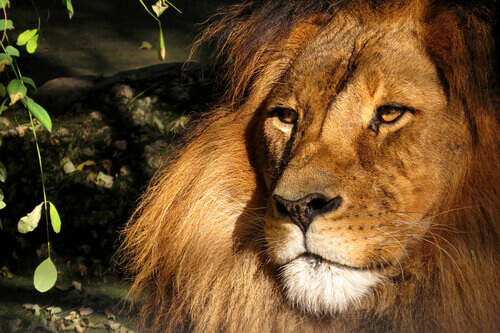 Aslan from The Chronicles of Narnia.
