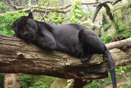 Bagheera from The Jungle Book.
