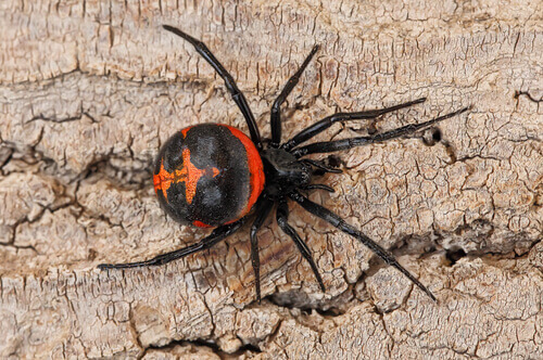 A black widow spider on a tree.
