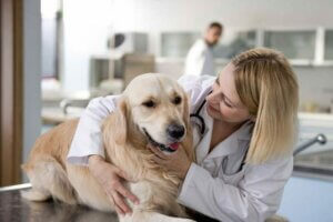 Canine Achondroplasia: Symptoms and Treatments