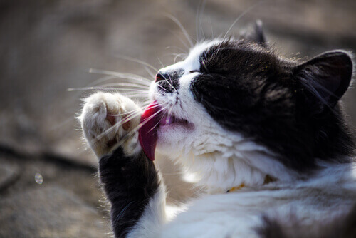 A cat licking its paw.