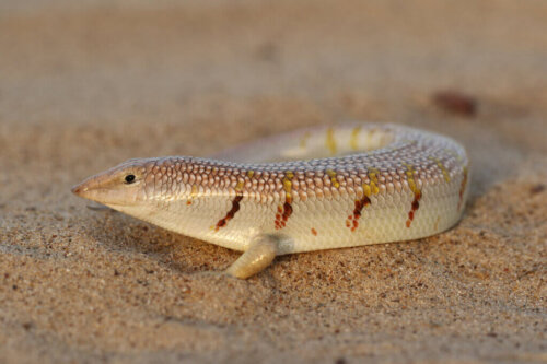 Common sandfish: what is the Scincus scincus and how does it swim through  sand? - Discover Wildlife