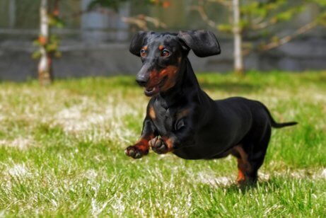 A dachshund.