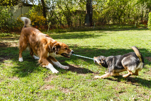 Animal intelligence test: two dogs pulling on a rope.