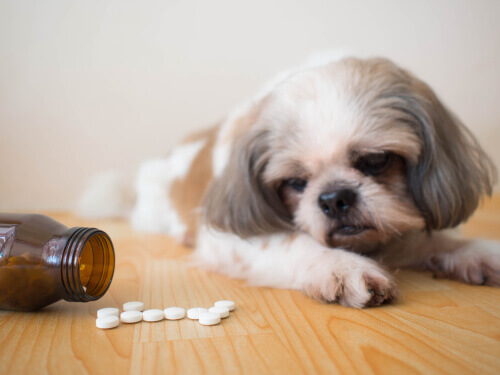A dog looking at pills.