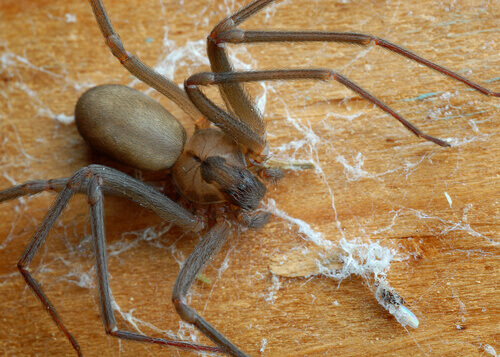 The most venomous spiders: a brown recluse spider on a floor.