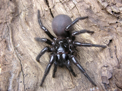 A funnel-web spider on a log.