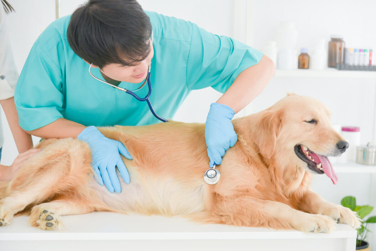 A Golden Retriever at the vet.