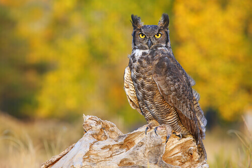 Meet the great horned owl.