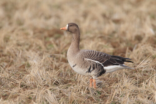 Species of geese: a greater white-fronted goose