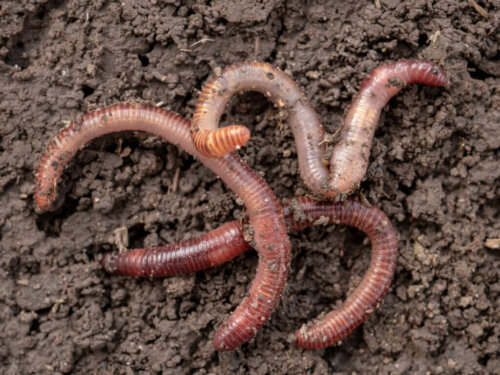 Discover How Worms Reproduce