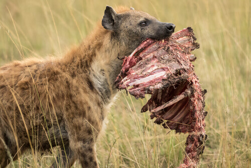 A hyena eating.