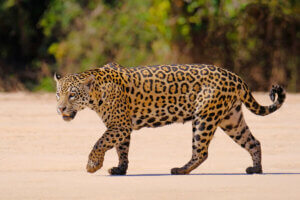 A jaguar walking on sand.