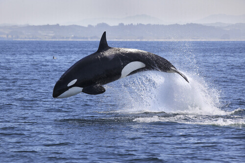 Killer whale jumping.