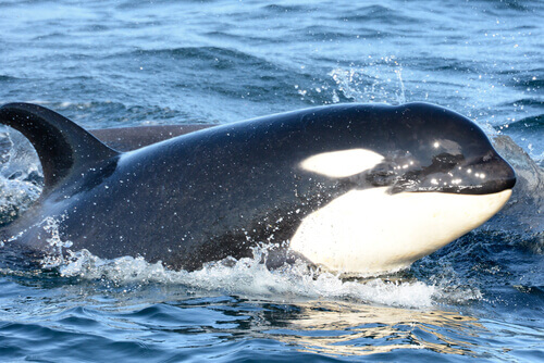 Killer whale swimming.