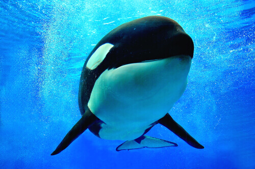Why Are Killer Whales Known by this Name?