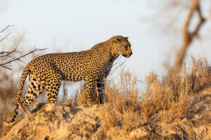 A leopard stalking its prey.