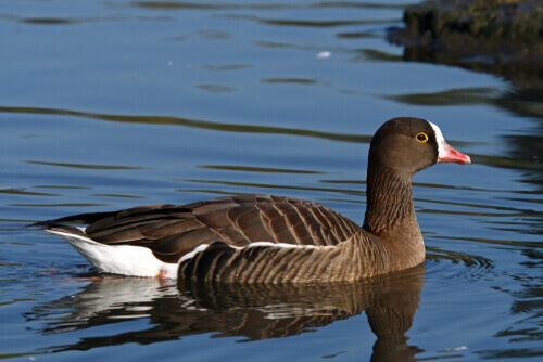 A lesser-white-fronted-goose on a pond.