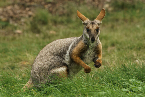 A marsupial in a field.